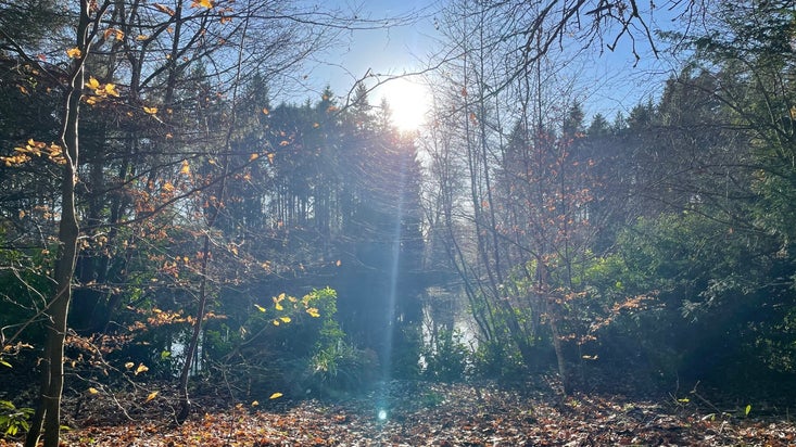 Winter sun in the woods